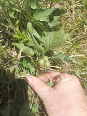 Physochlaina physaloides