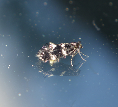 Narycia duplicella