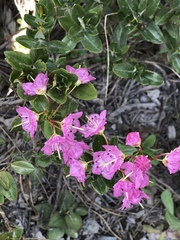 Kalmia