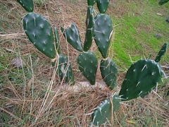 Opuntia arechavaletae