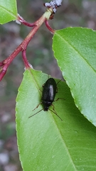 Gonodera luperus