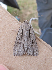 Acronicta lobeliae