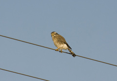 Spiziapteryx circumcincta