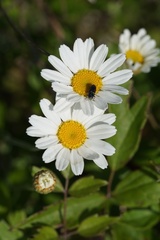 Anthemis ruthenica