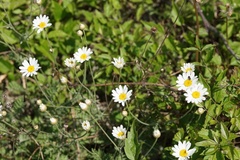 Anthemis ruthenica