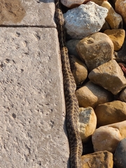 Thamnophis marcianus