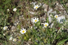 Anthemis ruthenica