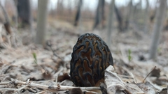 Morchella angusticeps