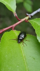 Gonodera luperus