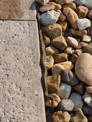 Thamnophis marcianus