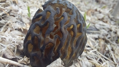 Morchella angusticeps