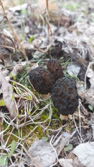 Morchella angusticeps