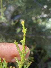 Cupressus forbesii