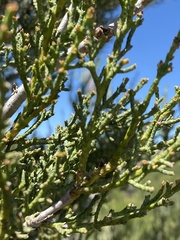 Cupressus forbesii