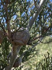 Cupressus forbesii