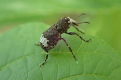 Eurymycter fasciatus
