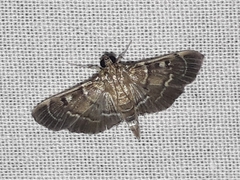 Cryptobotys zoilusalis