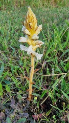 Orobanche picridis