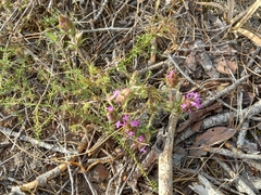 Thymus lotocephalus