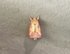 Hyparpax aurora