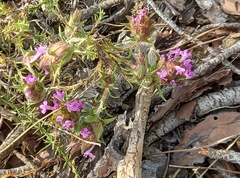 Thymus lotocephalus
