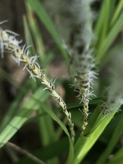 Carex interrupta