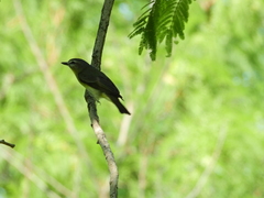 Vireo philadelphicus