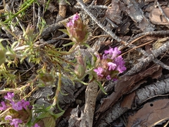 Thymus lotocephalus
