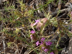 Thymus lotocephalus