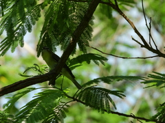 Vireo philadelphicus