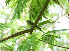 Vireo philadelphicus