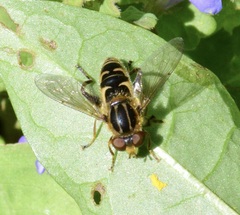Anasimyia anausis
