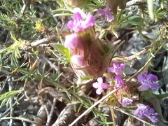 Thymus lotocephalus