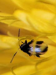 Phyllotreta striolata