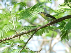 Vireo philadelphicus