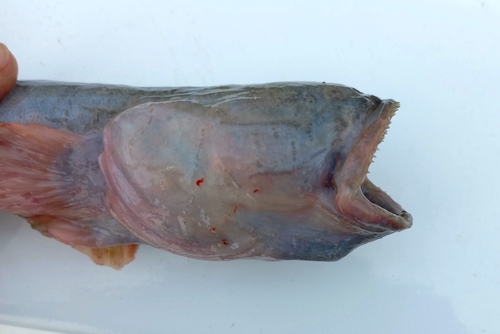 Peruvian eelgoby (Gobioides peruanus) — Gobiidae — 3