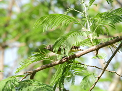 Vireo philadelphicus