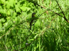Vireo philadelphicus