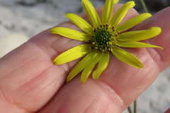 Osteospermum dentatum
