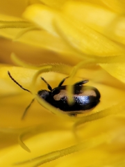 Phyllotreta striolata