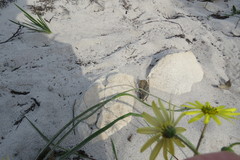 Osteospermum dentatum