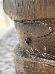 Salticus scenicus