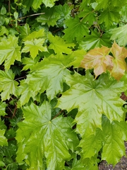 Acer platanoides