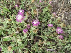 Centaurea sphaerocephala