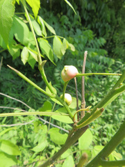 Phylloxera caryaemagna