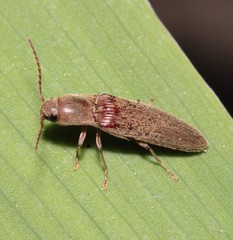 Synaptus filiformis