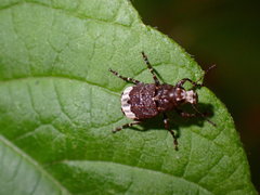 Eurymycter fasciatus