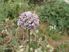 Allium commutatum