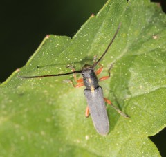 Phytoecia icterica