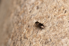 Notiophilus rufipes